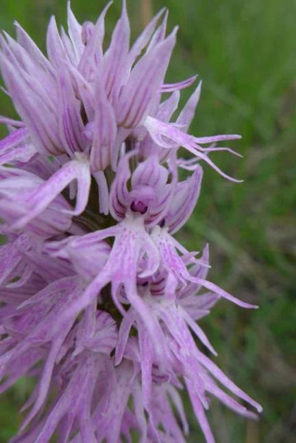 Neue Orchidee für die Schweiz